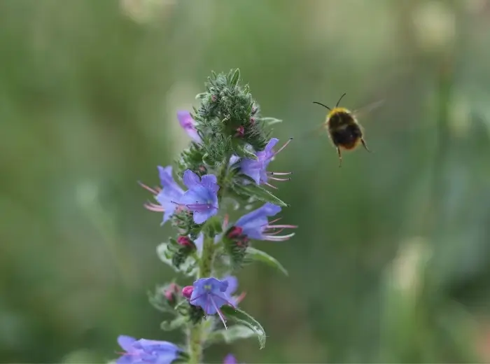 Im Blühbotschafter:innen-Lehrgang lernt man insektenfördernde Pflanzen kennen, wie zum Beispiel den Gewöhnlichen Natternkopf.