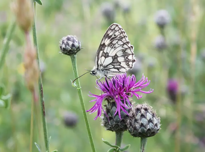 Ein Schachbrettfalter sitzt in einer Wiese auf der Blüte einer Skabiosen-Flockenblume und trinkt Nektar.