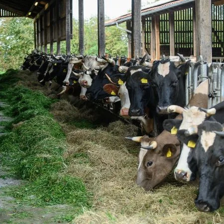 Grasbasierte Fütterung von Rindern am Futtertisch