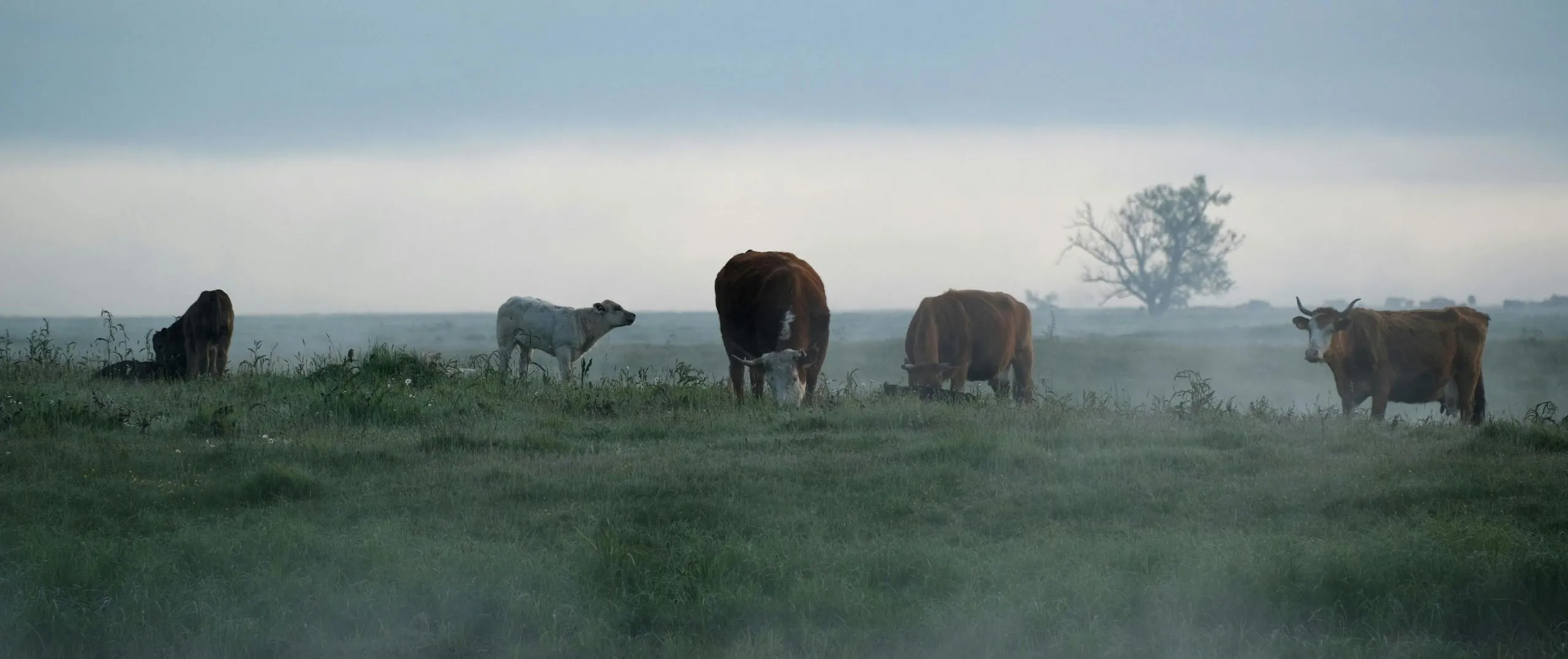Grasende Weidekühe im Nebel