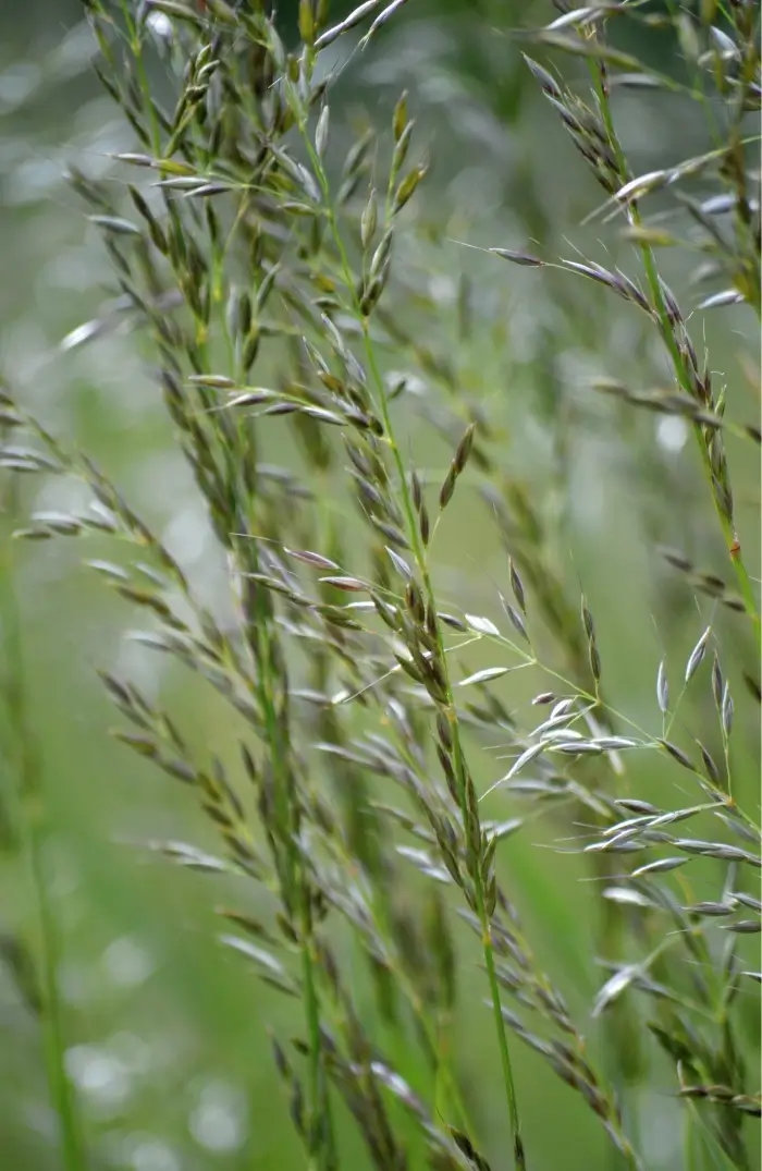 Grassamenstände