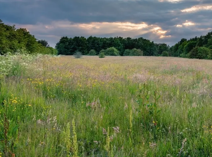 Wiesenlandschaft