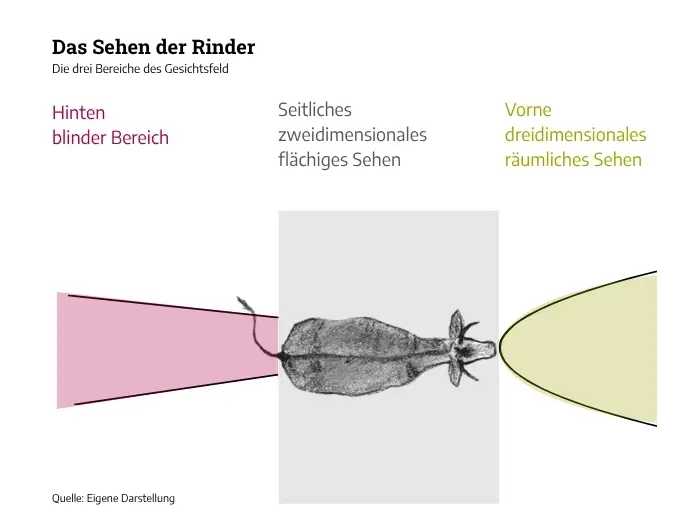 Die drei Bereiche des Gesichtfeld von Rindern
