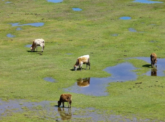 Jungvieh auf Weide mit Wasserflächen nach Regen