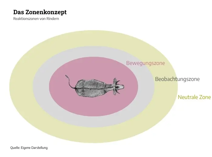 Die Reaktionszonen von Rindern
