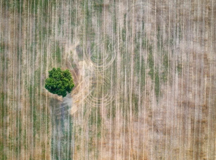 Einzelner Busch auf Landwirtschaftsfläche