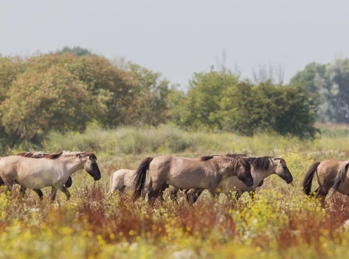 Wildpferde auf Weidlandschaft