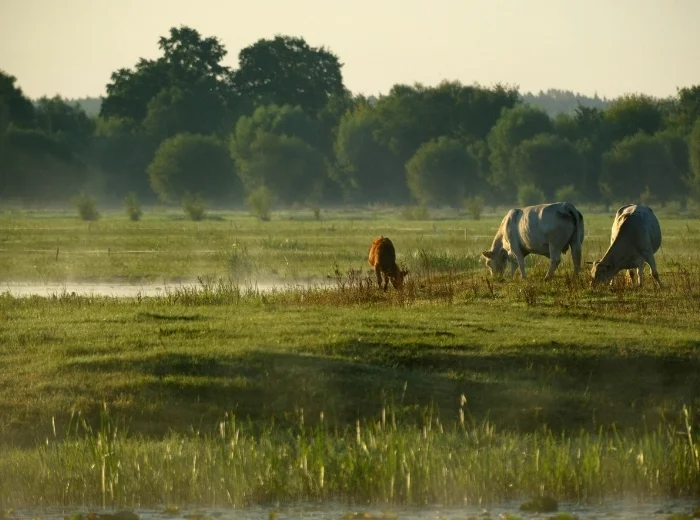 Weidende Kühe auf einer Naßwiese