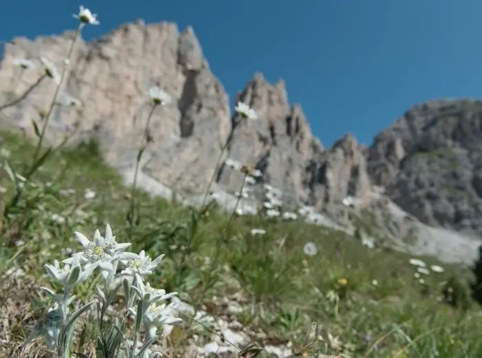 Alpine Rasen mit Edelweis, im Hintergrund Steilwände