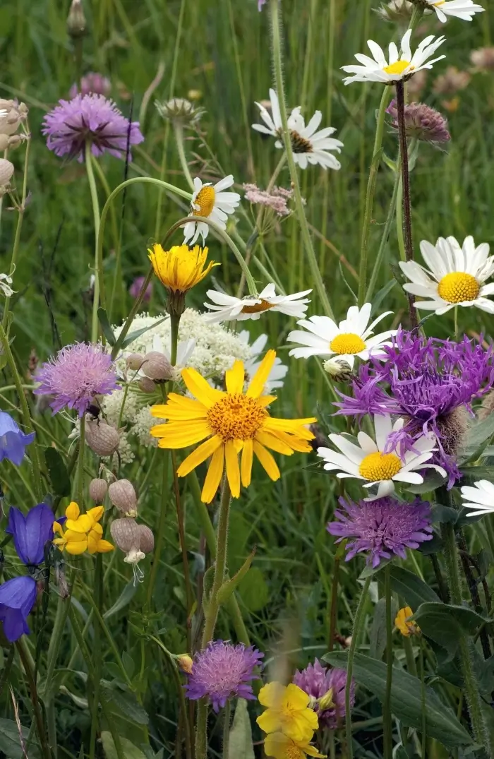 Glatthaferwiese mit Margertte, Wiesen-Pippau, Wiesen-Storchschnabel