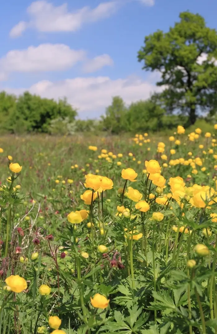 Trollblumenwiese