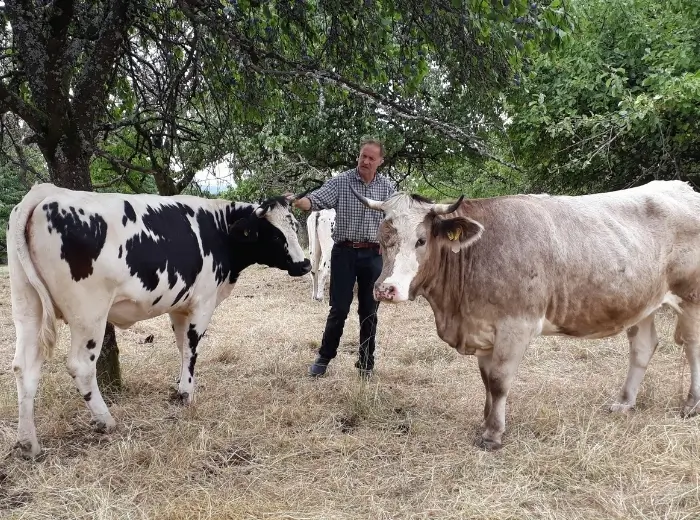 Landwirt mit zwei Kühen auf der Weide