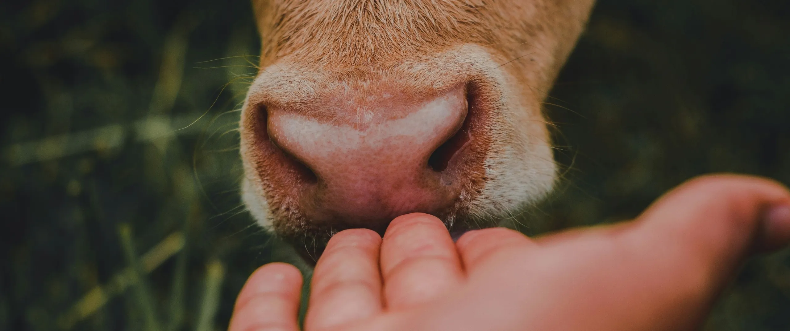 Kuh schnuppert an ausgestreckter Menschenhang