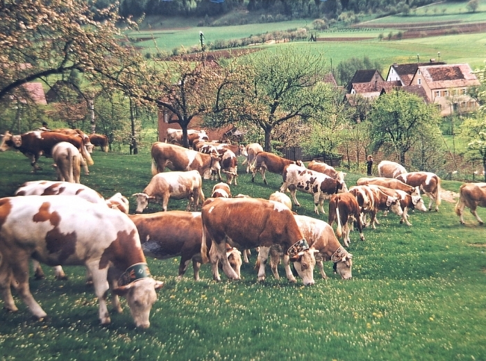 Hutanger von 1965 in Kainsbach mit Rindern und Hirten