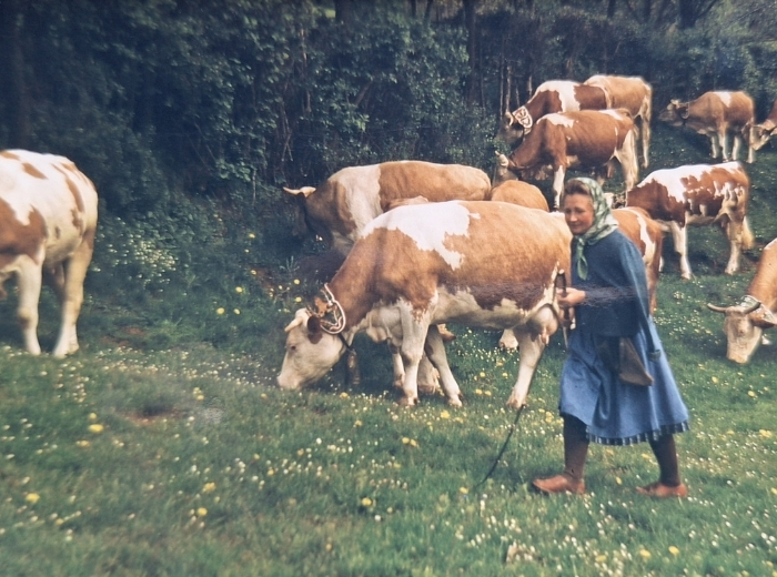 Historsiche Aufnahmen einer Kuhirtin aus 1965 in Kainsbach