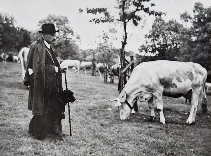 Der Hirte Regler hütet Rinderherde in Kainsbach auf einem Hutanger im Mai 1936