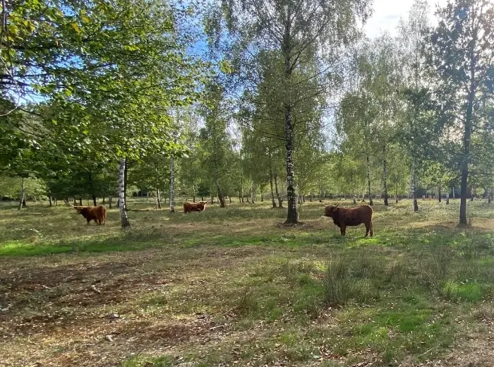 Drei Schottische Hochlandrinder in einem lichten Birkenwald