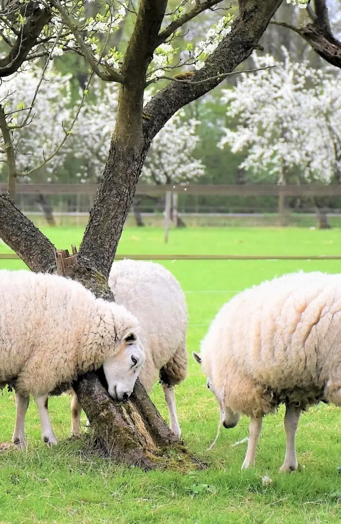 Drei Schafe stehen um einen blühenden Obstbaum
