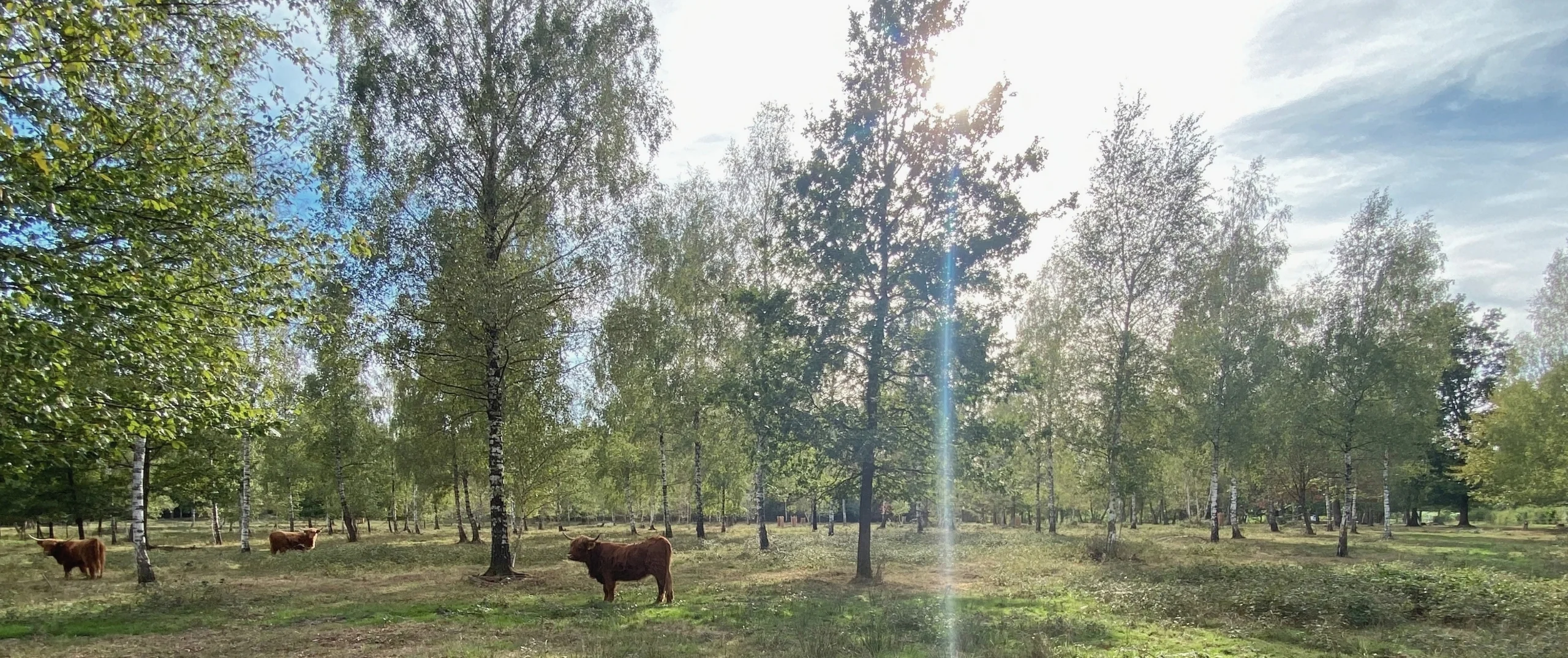 Waldweise mit Schottischen Hochlandrindern
