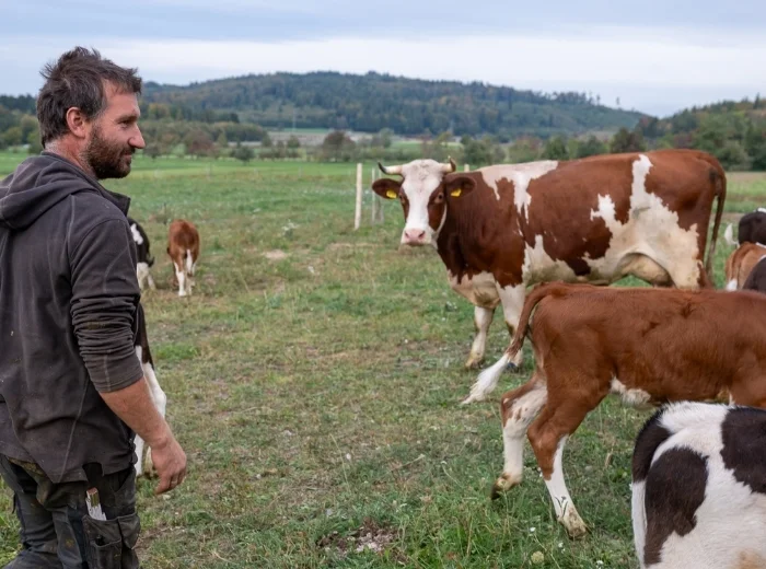 Landwirt mit Kühen auf Weide