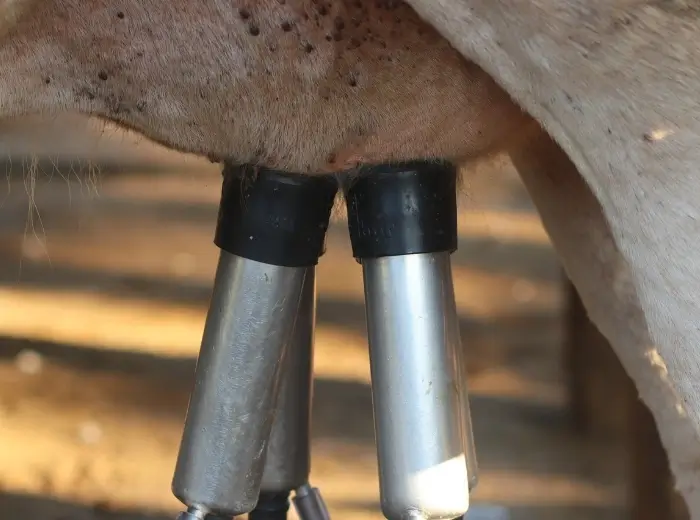 Melkgeschirr am Kuheuter