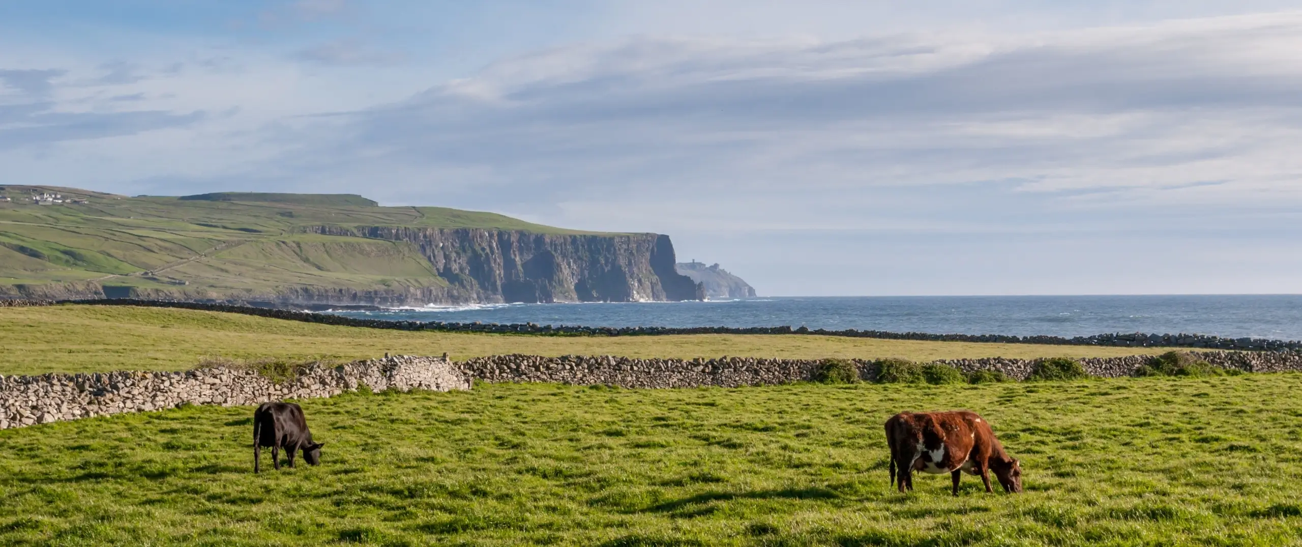 Weidelandschaft mit zwei Kühen in Irland
